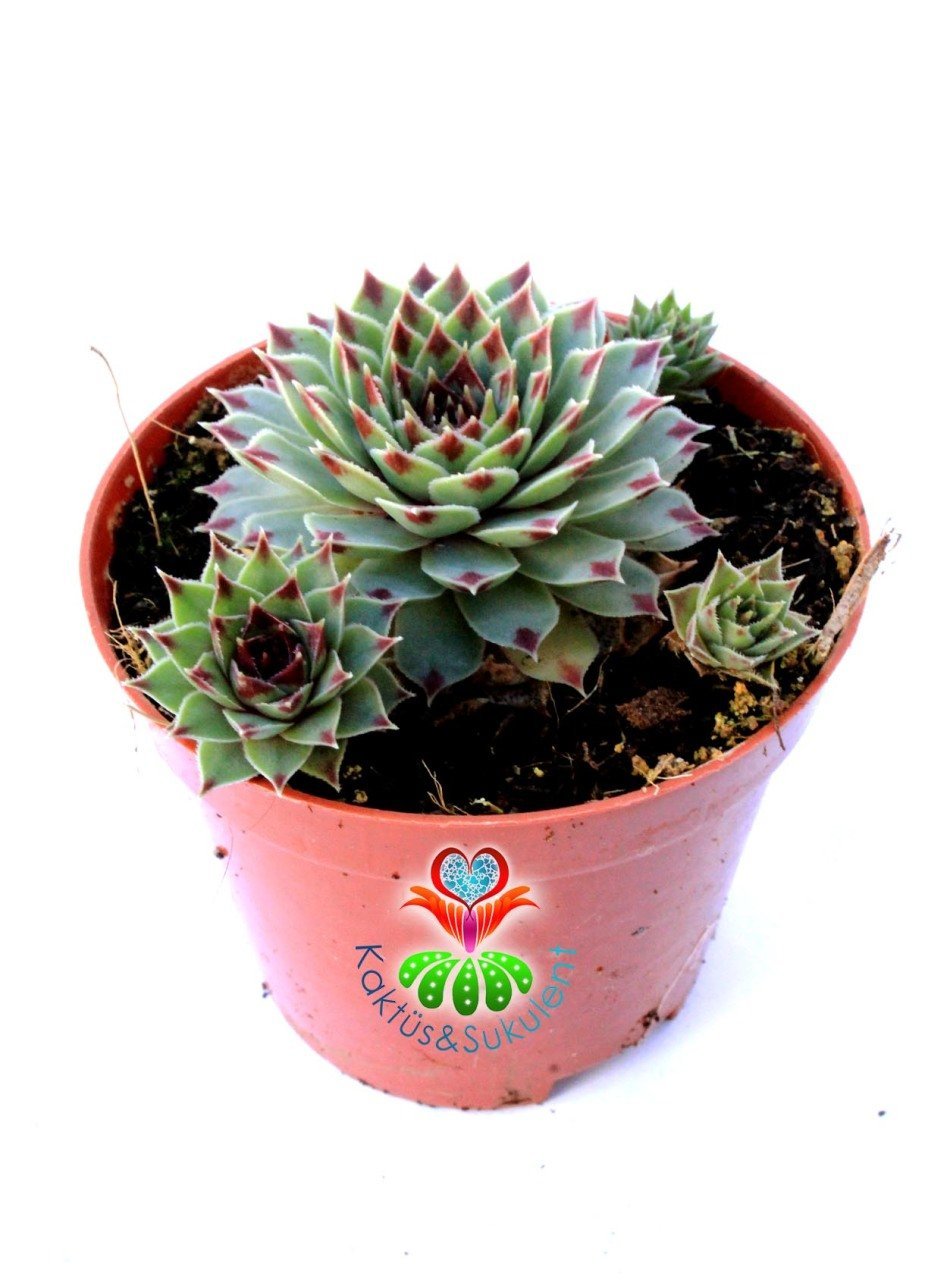 Sempervivum Tectorum 'Greenii' - Mükemmel Simetrik Formlu 8,5 cm Saksıda
