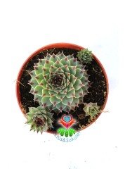 Sempervivum Tectorum 'Greenii' - Mükemmel Simetrik Formlu 8,5 cm Saksıda