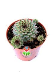 Sempervivum Tectorum 'Greenii' - Mükemmel Simetrik Formlu 8,5 cm Saksıda