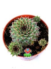 Sempervivum Tectorum 'Greenii' - Mükemmel Simetrik Formlu 8,5 cm Saksıda