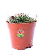 Sempervivum Tectorum 'Greenii' - Mükemmel Simetrik Formlu 8,5 cm Saksıda