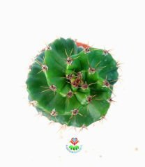 Cereus Forbesii Spiralis -Büyük Boy Dönerek Büyüyen Nadir Tür-30 cm Uzunluk 15 cm Saksıda