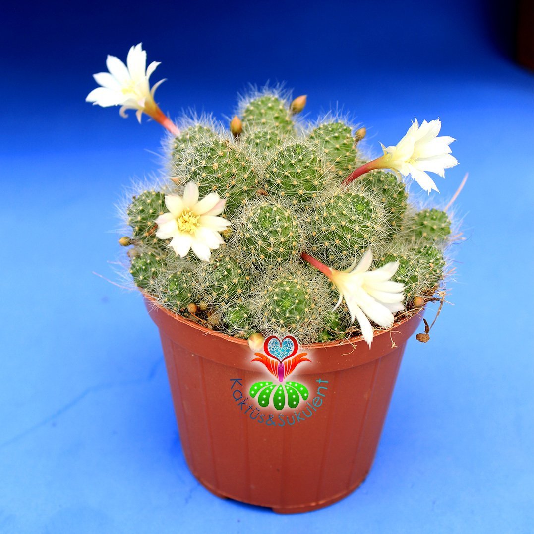 Rebutia Albiflora-Tomurcuklu-Beyaz Çiçekli Yumuşak Dikenli-8,5 cm Saksıda