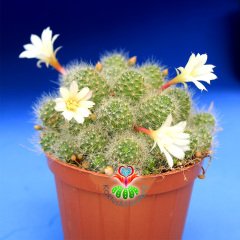 Rebutia Albiflora-Tomurcuklu-Beyaz Çiçekli Yumuşak Dikenli-8,5 cm Saksıda