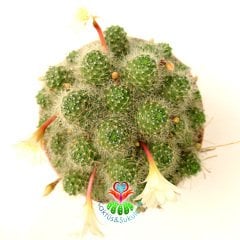 Rebutia Albiflora-Tomurcuklu-Beyaz Çiçekli Yumuşak Dikenli-8,5 cm Saksıda