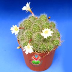 Rebutia Albiflora-Tomurcuklu-Beyaz Çiçekli Yumuşak Dikenli-8,5 cm Saksıda