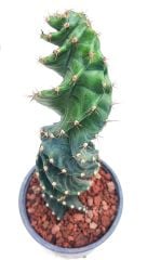 Cereus Forbesii Spiralis -Büyük Boy Dönerek Büyüyen Nadir Tür-30 cm Uzunluk 15 cm Saksıda