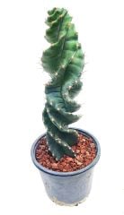 Cereus Forbesii Spiralis -Büyük Boy Dönerek Büyüyen Nadir Tür-30 cm Uzunluk 15 cm Saksıda