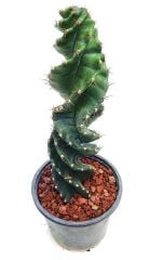 Cereus Forbesii Spiralis -Büyük Boy Dönerek Büyüyen Nadir Tür-30 cm Uzunluk 15 cm Saksıda