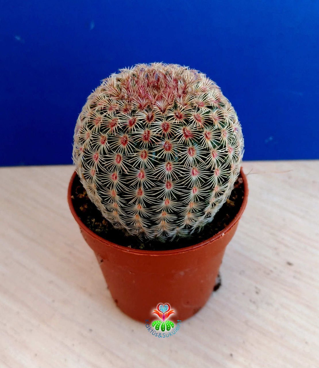 Kaktüs,Echinocereus Pectinatus-Büyük Pembe Çiçek Açar-Çok Nadir Tür-5,5 cm saksıda-Teraryum,Sukulent