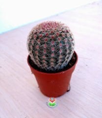 Kaktüs,Echinocereus Pectinatus-Büyük Pembe Çiçek Açar-Çok Nadir Tür-5,5 cm saksıda-Teraryum,Sukulent