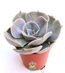 Sukulent,Echeveria Pollux -Büyük Gri Beyaz Tonlarında Yapraklı -5,5 cm Saksıda-Teraryum,Kaktüs