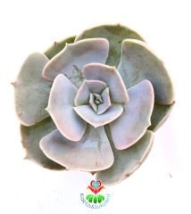 Sukulent,Echeveria Pollux -Büyük Gri Beyaz Tonlarında Yapraklı -5,5 cm Saksıda-Teraryum,Kaktüs