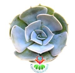 Sukulent,Echeveria Pollux -Büyük Gri Beyaz Tonlarında Yapraklı -5,5 cm Saksıda-Teraryum,Kaktüs