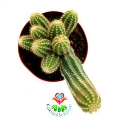 Chamaecereus Hybrid-8,5 cm Saksıda-Kırmızı Tonlarında Çiçek Açan Kaktüs
