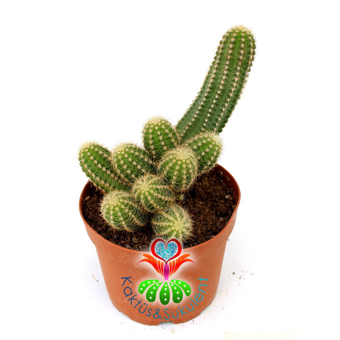 Chamaecereus Hybrid-8,5 cm Saksıda-Kırmızı Tonlarında Çiçek Açan Kaktüs