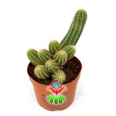 Chamaecereus Hybrid-8,5 cm Saksıda-Kırmızı Tonlarında Çiçek Açan Kaktüs