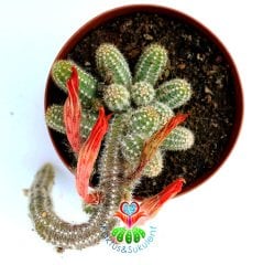 Echinopsis Chamaecereus Silvestrii-Turuncu Renk Çiçek Açar-Sarkıcı Kaktüs
