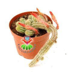 Echinopsis Chamaecereus Silvestrii-Turuncu Renk Çiçek Açar-Sarkıcı Kaktüs