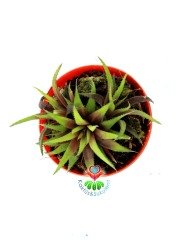 Haworthia Parksiana 5,5 cm Saksılı Nadir Tür Haworthia Sukulent