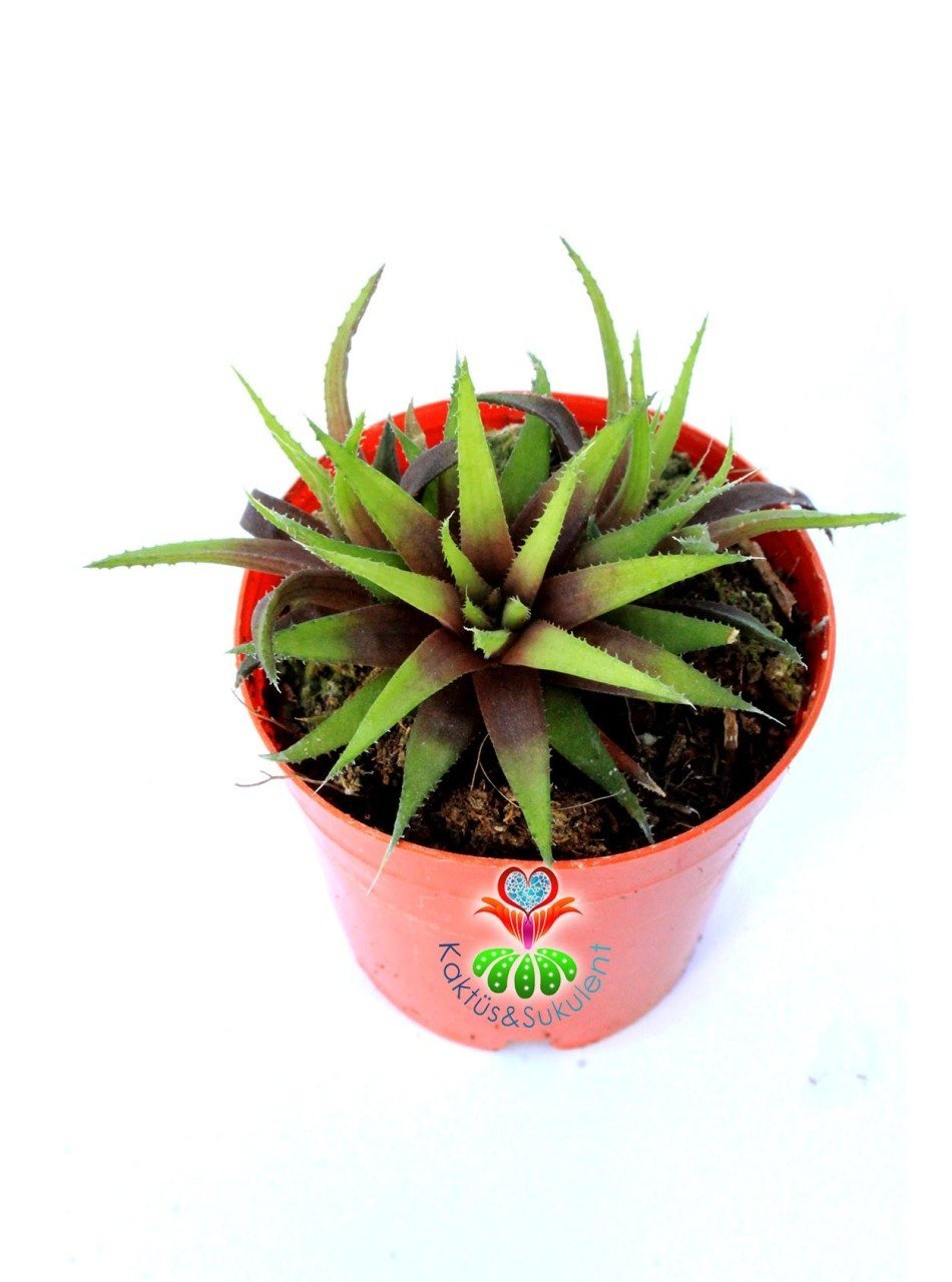 Haworthia Parksiana 5,5 cm Saksılı Nadir Tür Haworthia Sukulent