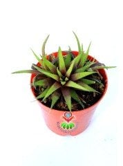 Haworthia Parksiana 5,5 cm Saksılı Nadir Tür Haworthia Sukulent