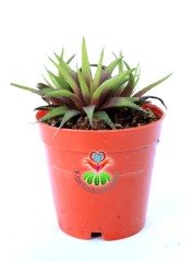 Haworthia Parksiana 5,5 cm Saksılı Nadir Tür Haworthia Sukulent