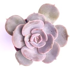Echeveria 'Dusty Rose'-  5,5 cm saksıda Nadir Tür Lila Renk Sukulent