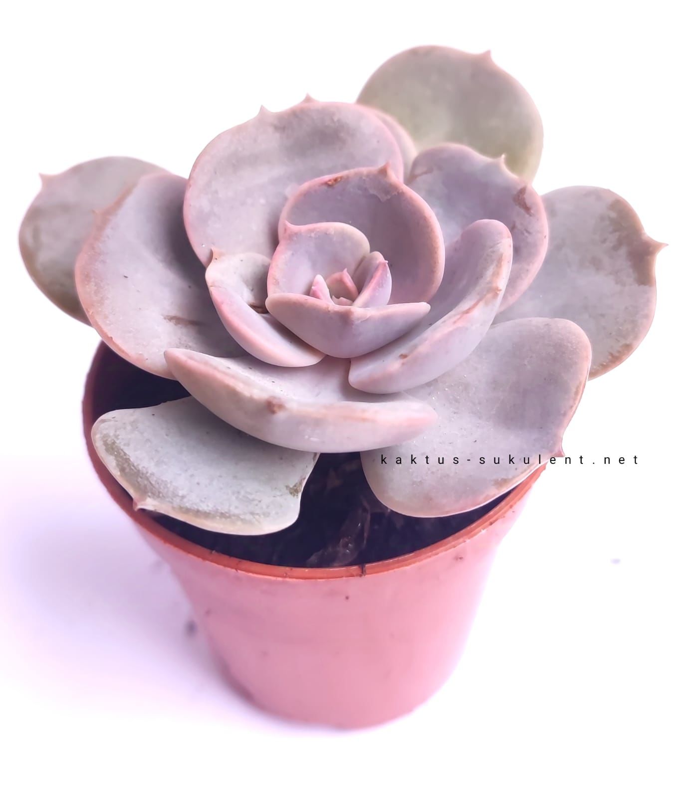 Echeveria 'Dusty Rose'-  5,5 cm saksıda Nadir Tür Lila Renk Sukulent