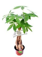 Pachira Aquatica -Örgülü Gövde Para Ağacı 45+cm Uzunlukta 12 cm Saksıda