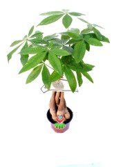 Pachira Aquatica -Örgülü Gövde Para Ağacı 45+cm Uzunlukta 12 cm Saksıda