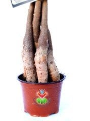 Pachira Aquatica -Örgülü Gövde Para Ağacı 45+cm Uzunlukta 12 cm Saksıda
