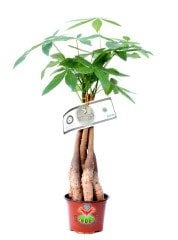 Pachira Aquatica -Örgülü Gövde Para Ağacı 45+cm Uzunlukta 12 cm Saksıda