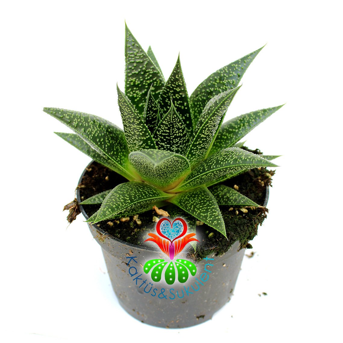 Gasteria Flow Büyük Boy 10,5 cm Saksıda Simetrik Sert Yapraklı Sukulent