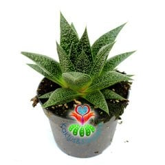 Gasteria Flow Büyük Boy 10,5 cm Saksıda Simetrik Sert Yapraklı Sukulent