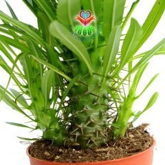 Madagaskar Palmiyesi -Pachypodium Lamerei-20 cm Uzunluğunda-12 cm saksıda-Teraryum, Kaktüs