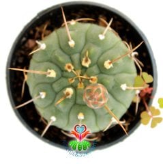 Gymnocalycium Ochoterenae-Beyaz Renk Çiçek Açan Kaktüs-5,5 cm saksıda
