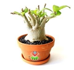 Adenium Obesum -Çöl Gülü-8 cm Çaplı Gövde-15 cm saksıda-20 cm Uzunluk-Özel Tür Bitki