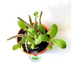 Adenium Obesum -Çöl Gülü-8 cm Çaplı Gövde-15 cm saksıda-20 cm Uzunluk-Özel Tür Bitki