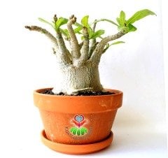Adenium Obesum -Çöl Gülü-8 cm Çaplı Gövde-15 cm saksıda-20 cm Uzunluk-Özel Tür Bitki