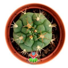 Gymnocalycium Marquezii -8,5 cm Saksıda Krem Rengi çiçek Açan Kaktüs