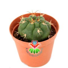 Gymnocalycium Marquezii -8,5 cm Saksıda Krem Rengi çiçek Açan Kaktüs