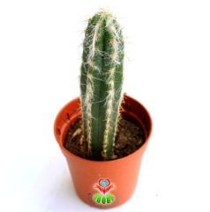 Kaktüs,Pilosocereus Bradii -Uzun İnce Şık Sütun Kaktus- 5,5 cm saksıda-Teraryum,Sukulent