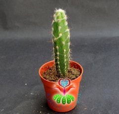 Kaktüs,Pilosocereus Bradii -Uzun İnce Şık Sütun Kaktus- 5,5 cm saksıda-Teraryum,Sukulent