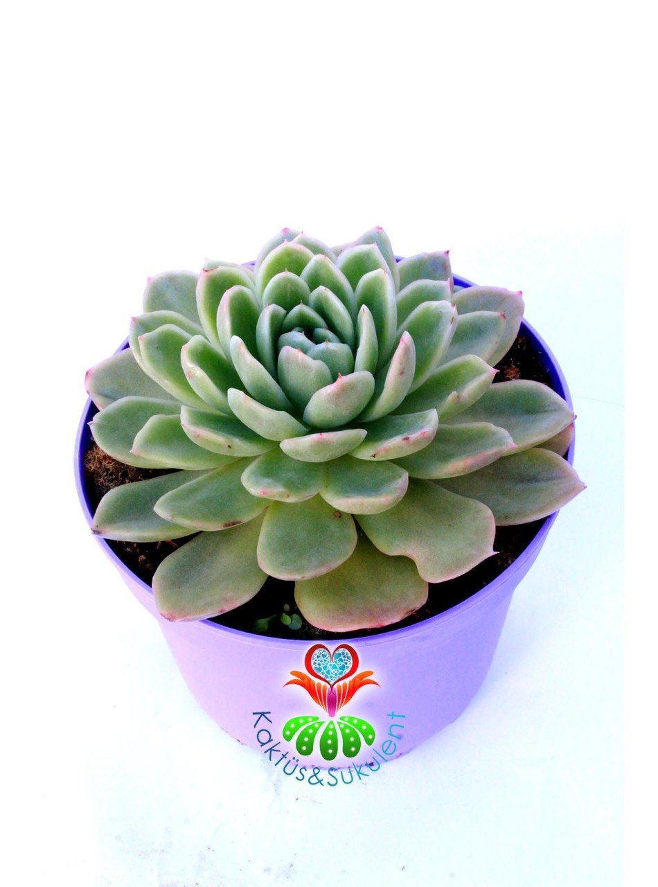 Echeveria 'Lime and Chile' 15 cm Saksılı Nadir Tür Renkli Sukulent