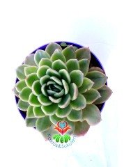 Echeveria 'Lime and Chile' 15 cm Saksılı Nadir Tür Renkli Sukulent