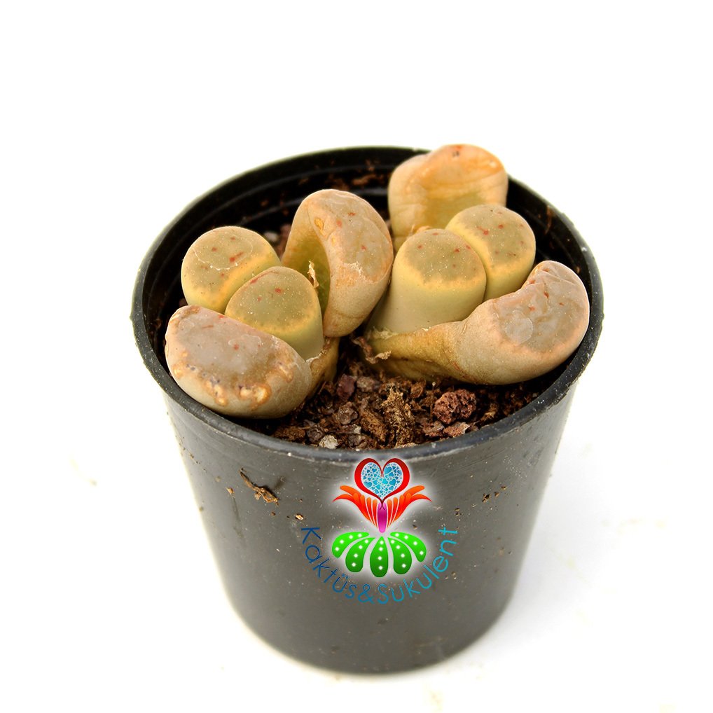 Lithops Schwantesii-5,5 cm Saksıda Krem-Kırmızı Renk Yaşayan Taş Kaktüs