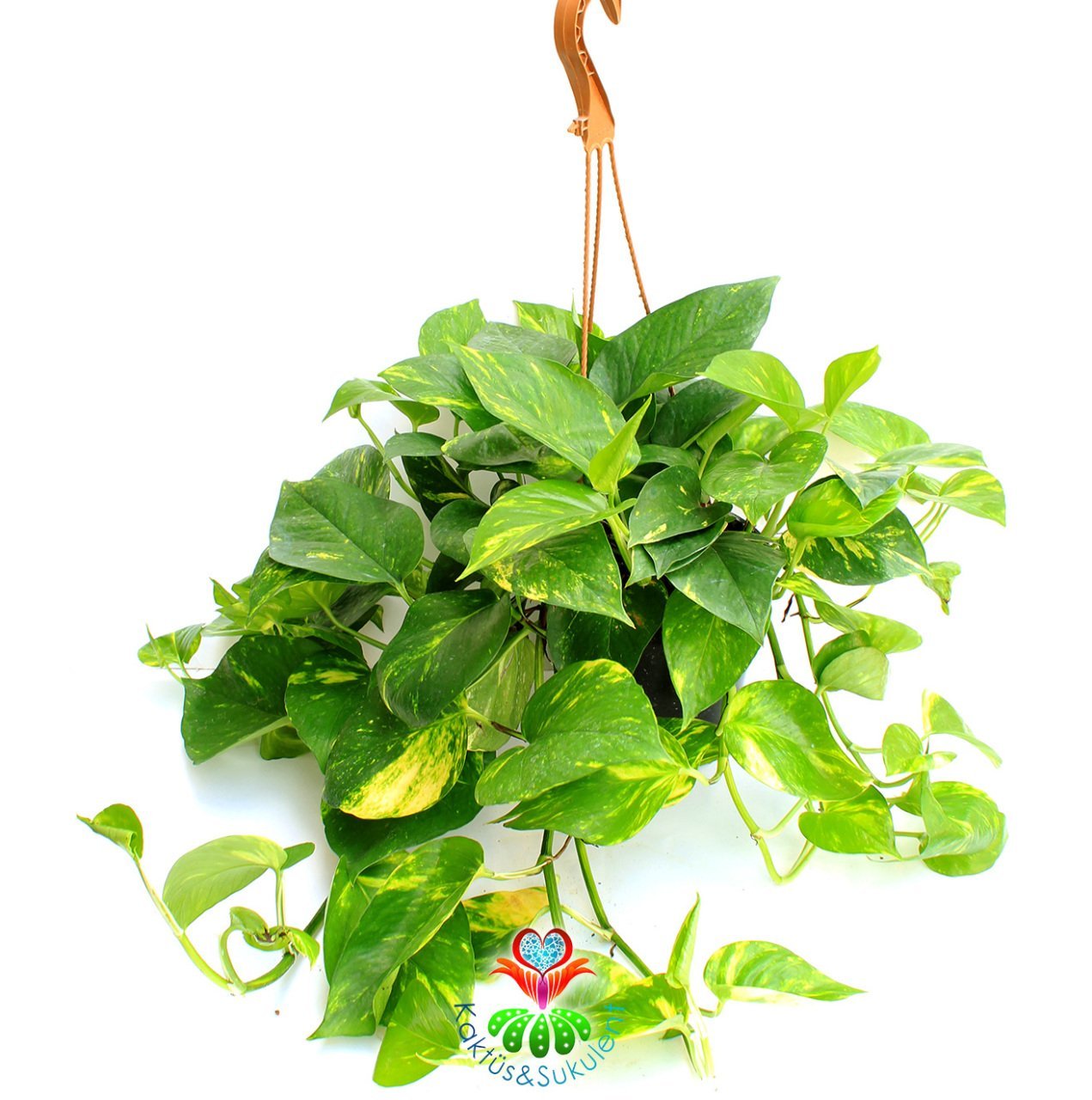 Salon Sarmaşığı-Epipremnum Aureum-Pothos -Büyük Boy-25 cm Askılı Saksıda-İç Mekan-Sarmaşık Bitki