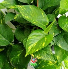 Salon Sarmaşığı-Epipremnum Aureum-Pothos -Büyük Boy-25 cm Askılı Saksıda-İç Mekan-Sarmaşık Bitki