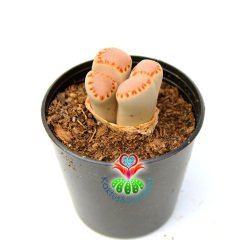 Lithops Julii Fulleri-Uçları Hafif Turuncu Yaşayan Taş Kaktüs